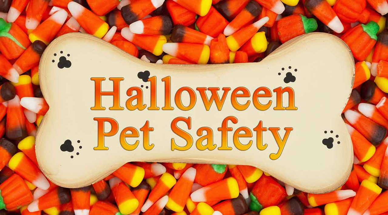 How to Keep Your Dog Safe on Halloween