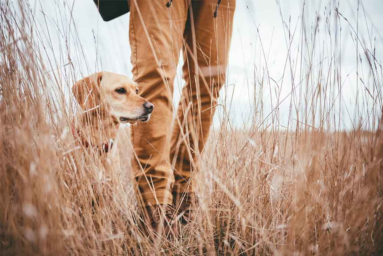 Hunting Dog Essentials for Your Dog