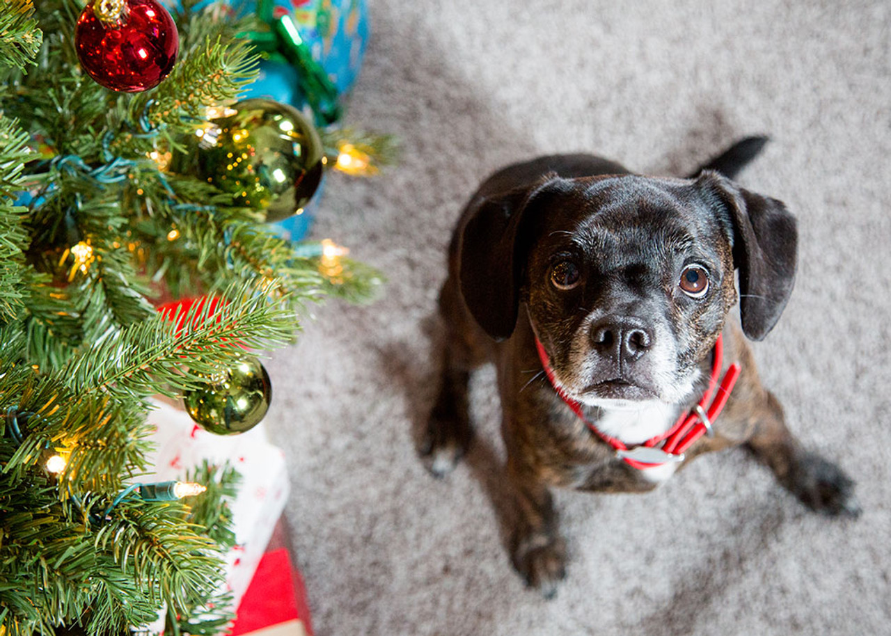 Holiday Treats for Your Dog This Winter