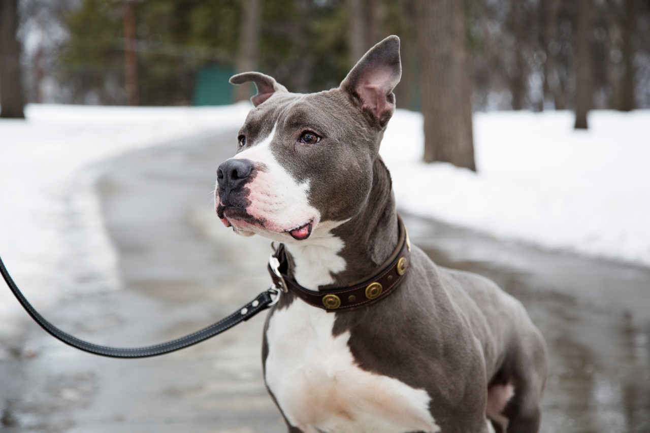 Service Dogs Change Lives of Dogs for the Better