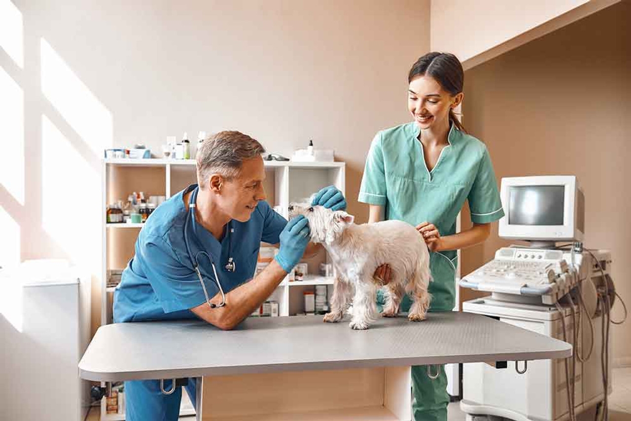 How to Choose a Veterinarian that Aligns with You