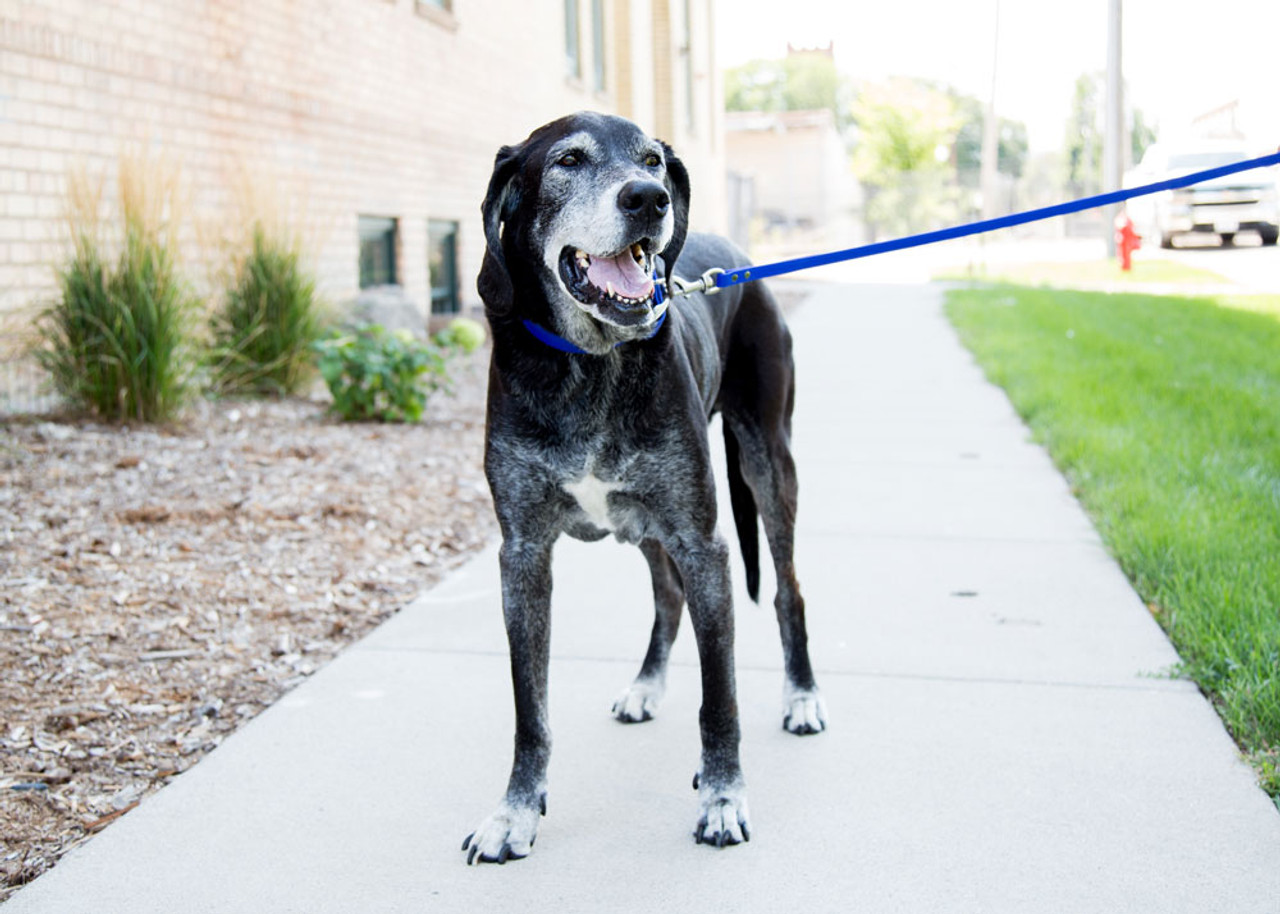 5 Tips to Keep Your Senior Dog More Active