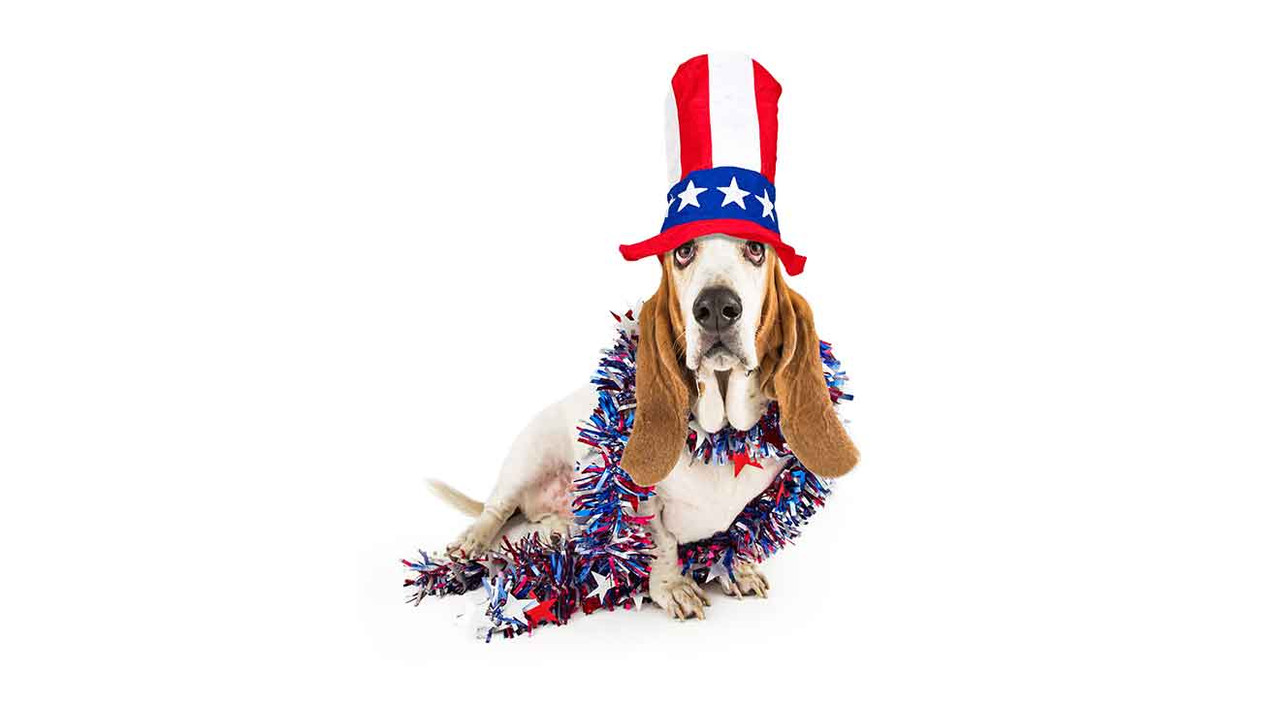 Safety Tips for Dogs During the 4th of July