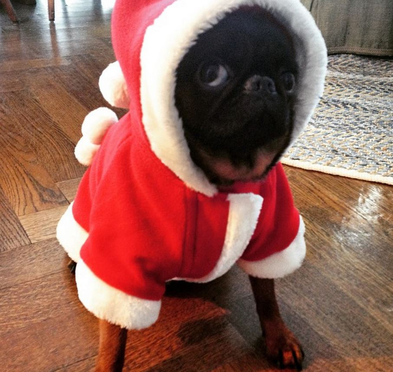 13 Dogs That Are Not Fans Of Christmas