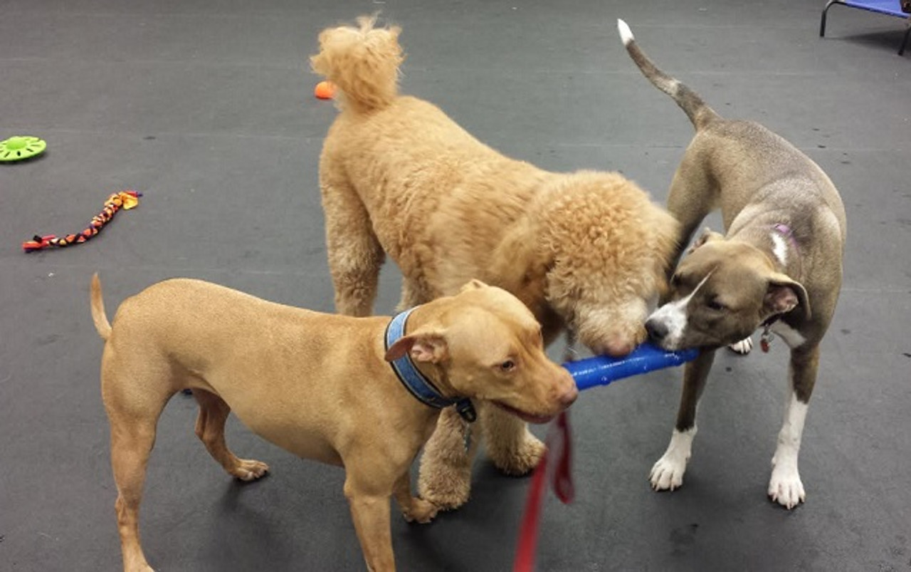 Is Dog Daycare Right for Your Dog?