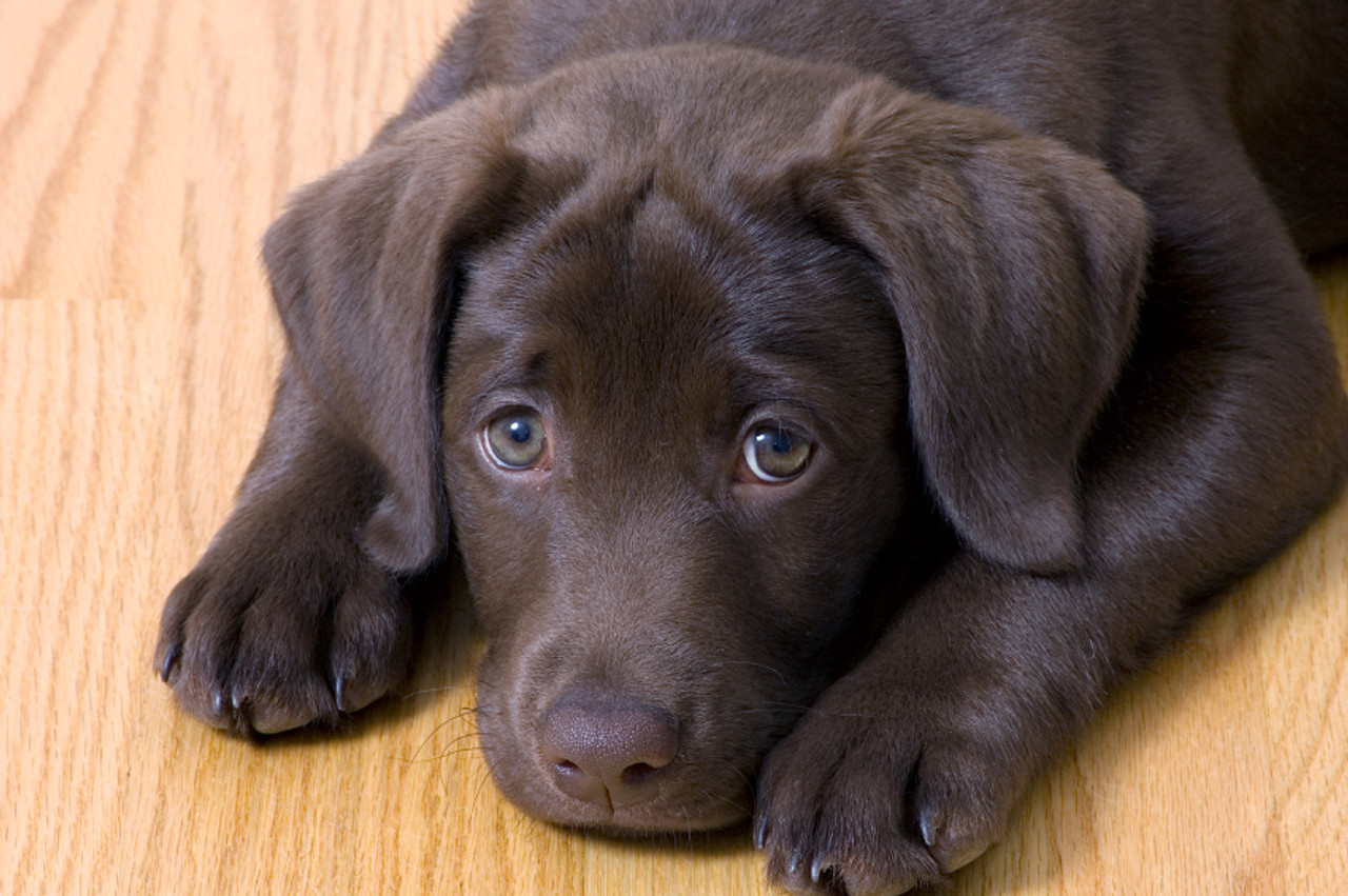 Five Ways to Prepare for a Puppy