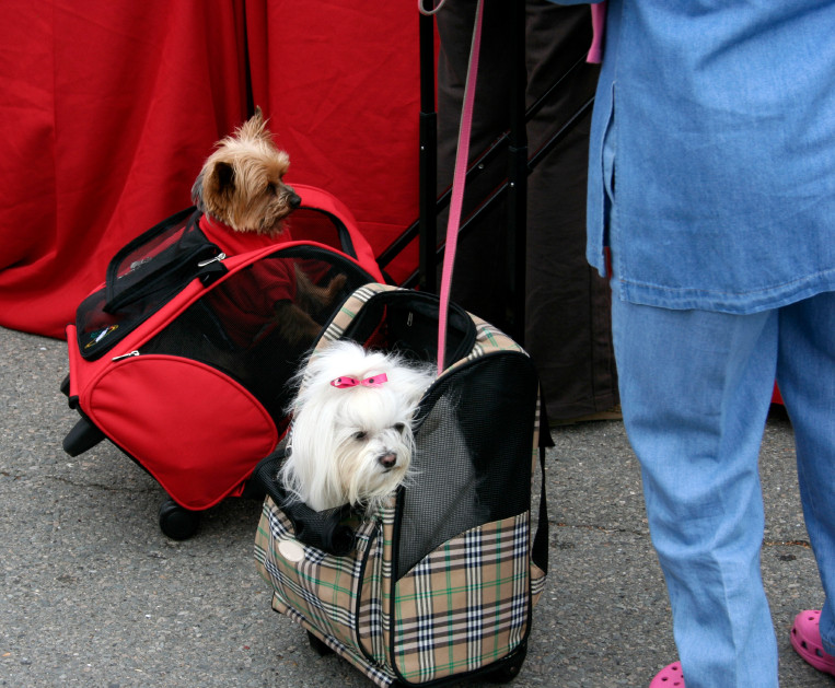 What to Know About Flying With a Dog dogIDs