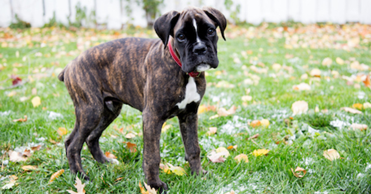 How to Get Your Puppy Tired: 5 Exercises