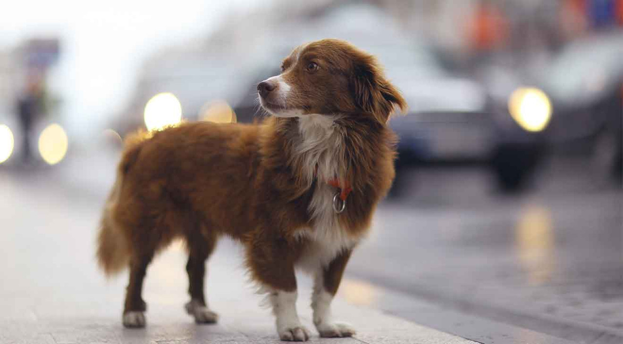 9 Ways to Help Prevent Losing Your Dog