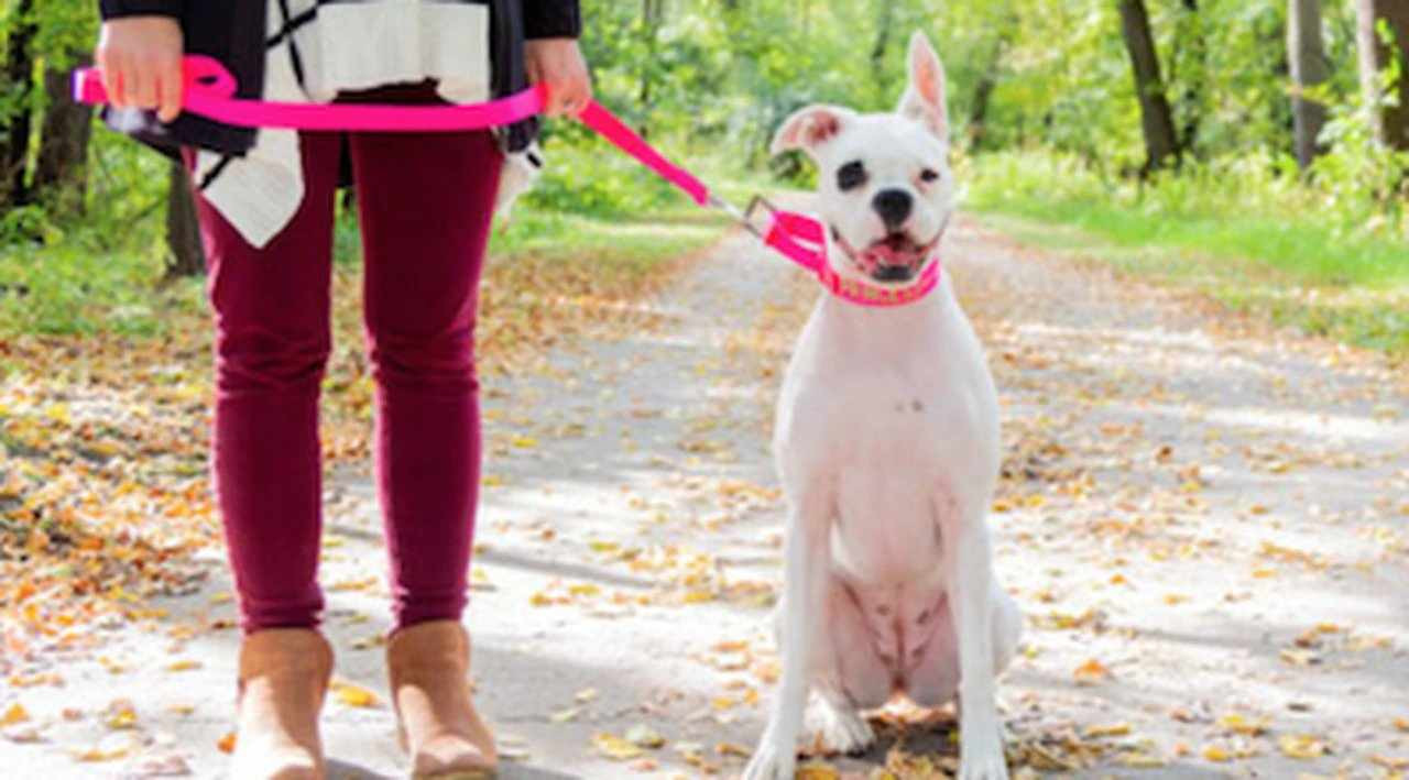 The Best Breeds for Martingale Collars