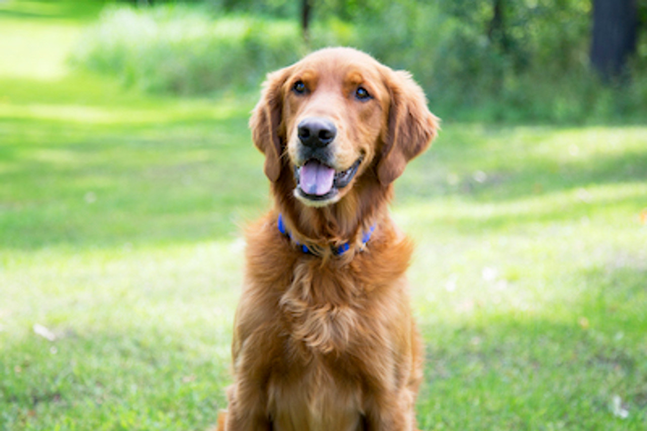 Nylon vs Leather Collars: Which one is better?