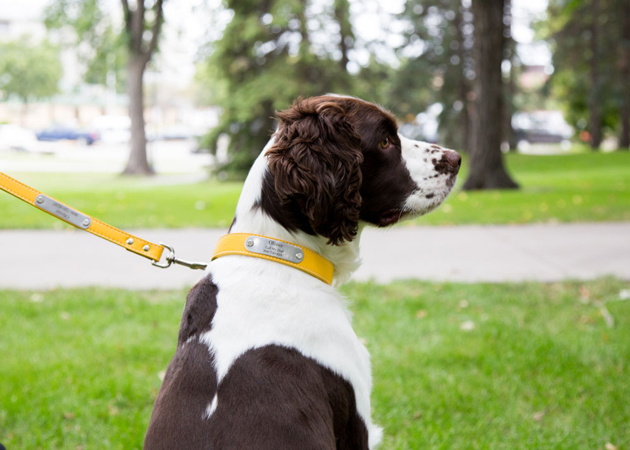 Why Buy High Quality Leather Collars For My Dog?