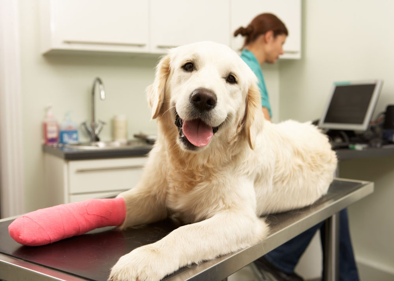 Pet Insurance: How to Get It and Why You Need It