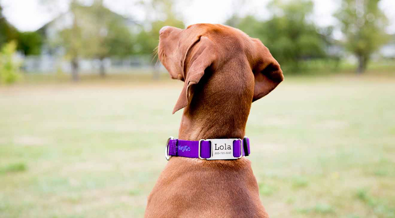 Nylon ScruffTag Personalized Dog Collars