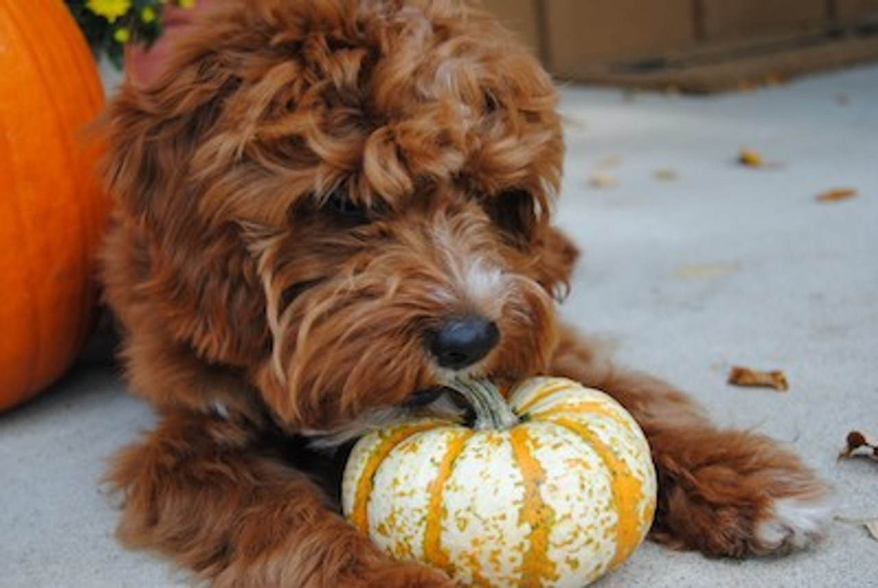 Pumpkin for Dogs - The Ultimate Guide