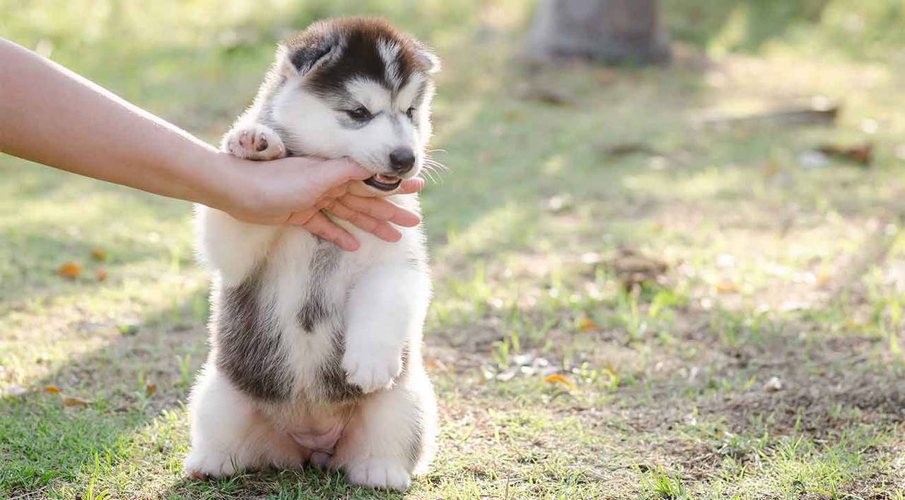 How to Stop a Puppy from Biting