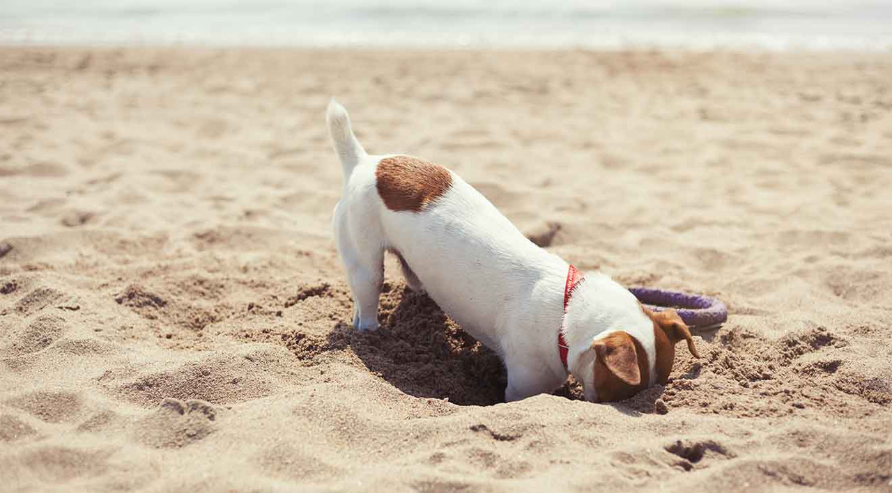 Paw-Mazing Ideas for Summer with your Dog