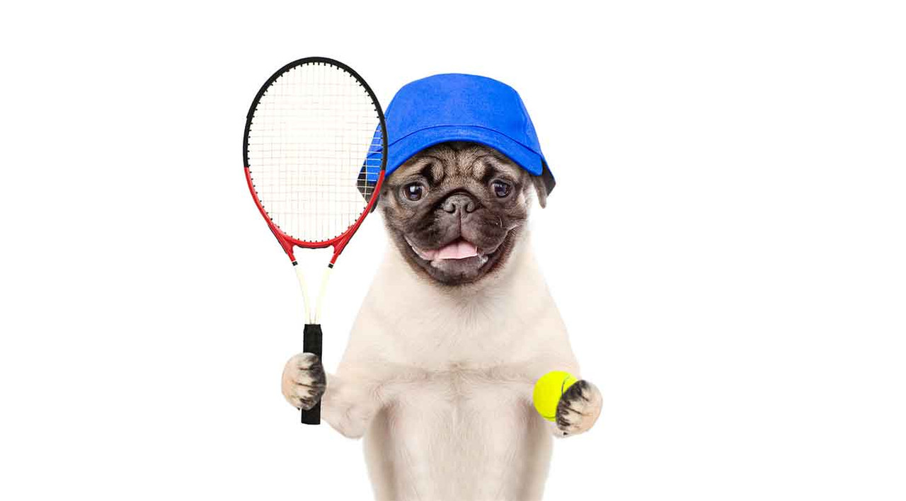 What Makes a Dog Tennis Ball Different