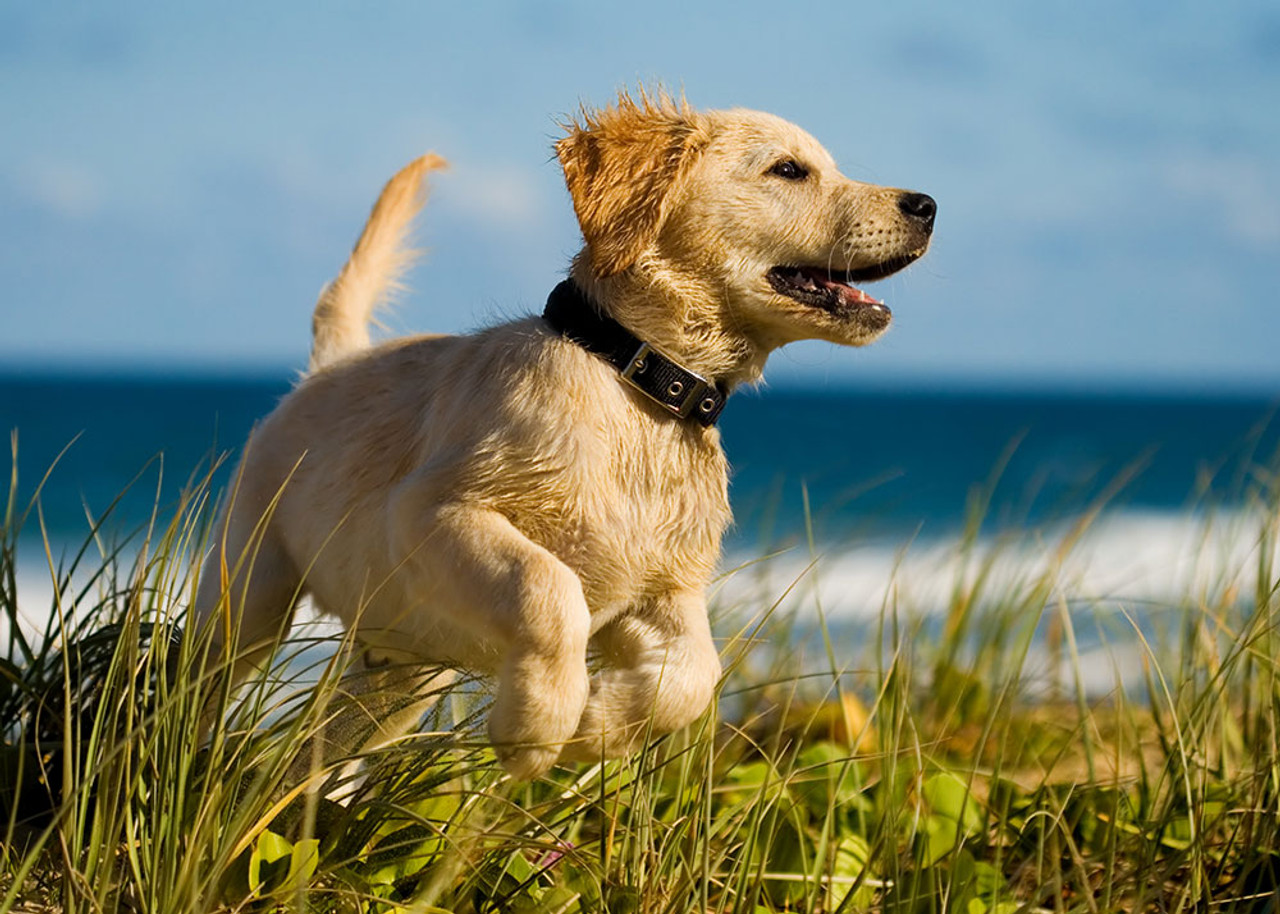 Why Is My Dog Eating Grass and is it OK?