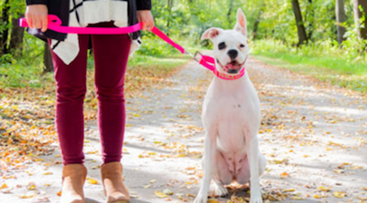 The Best Breeds for Martingale Collars