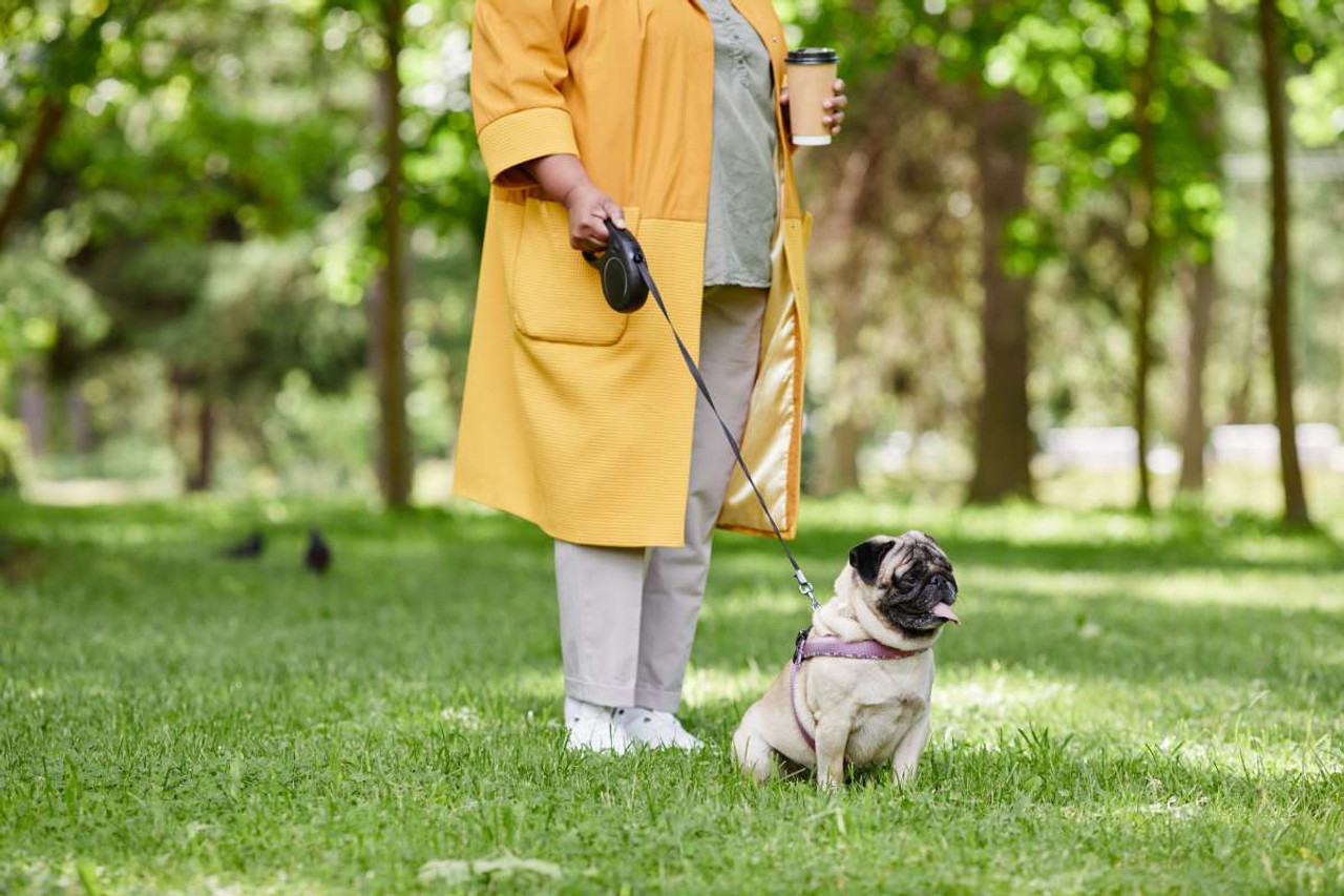 Retractable Leashes: Are They Safe for Your Dog?