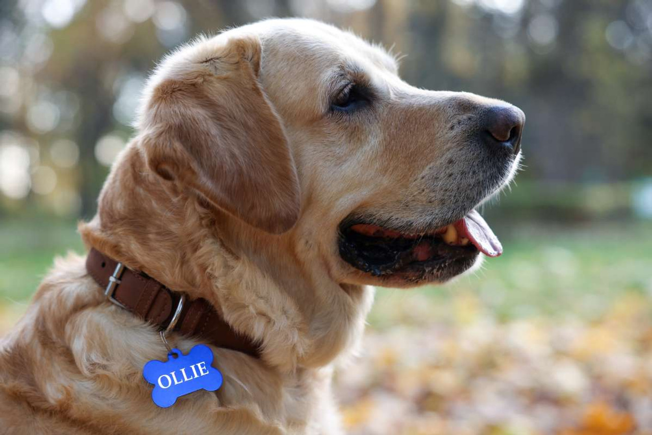 Make It Personal: Why Custom Dog Tags are a Must for Every Pooch!