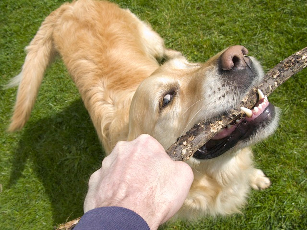 Is Tug of War a Safe Game to Play With Your Dog?