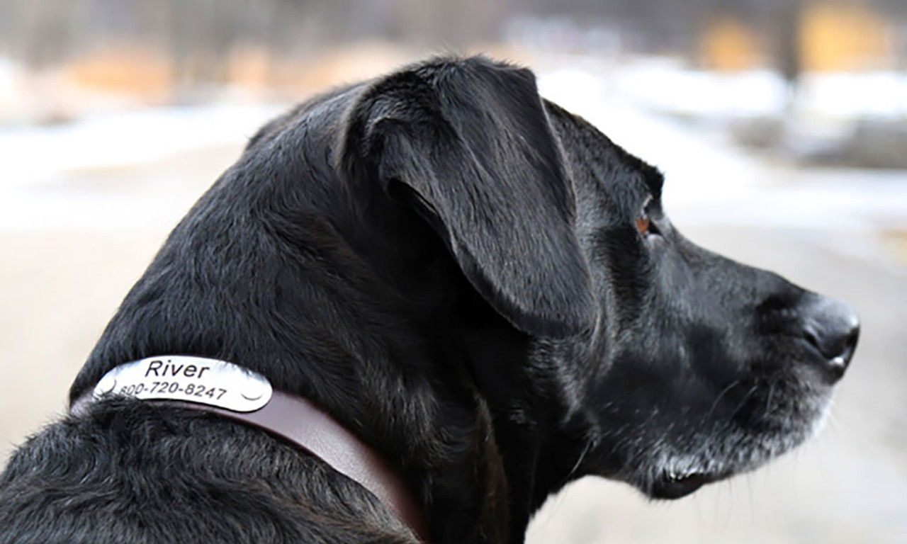 The Benefits of Using Personalized Dog Collars