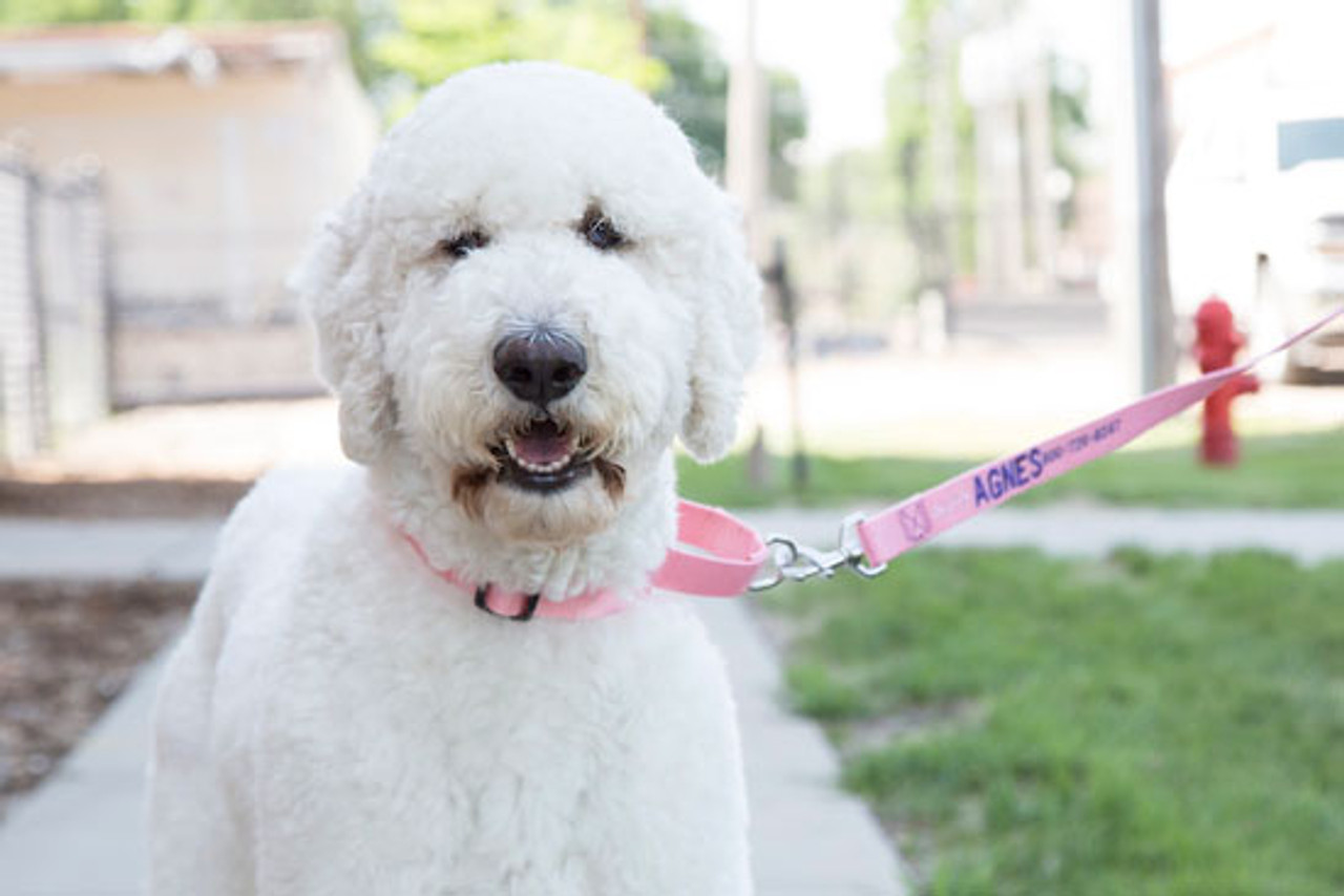 The Best Dog Collars for Pulling