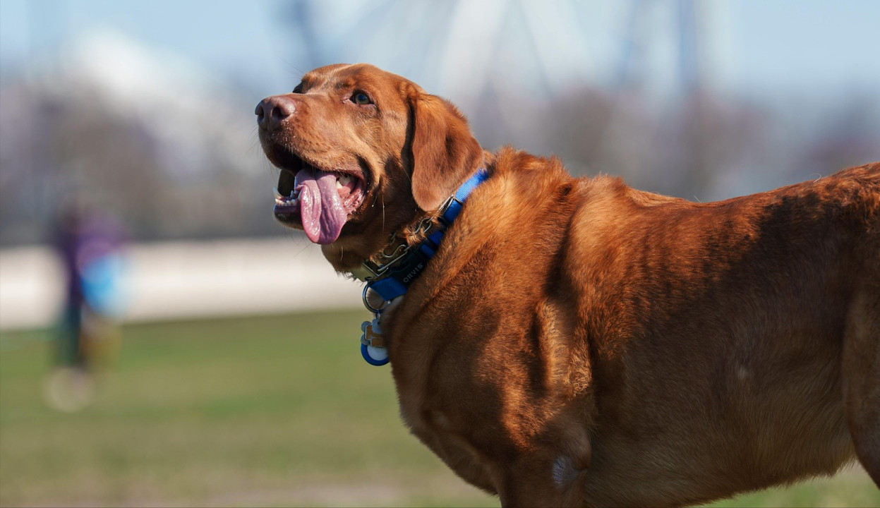 Dog Obesity & How to Manage It Dog Obesity & How to Manage It