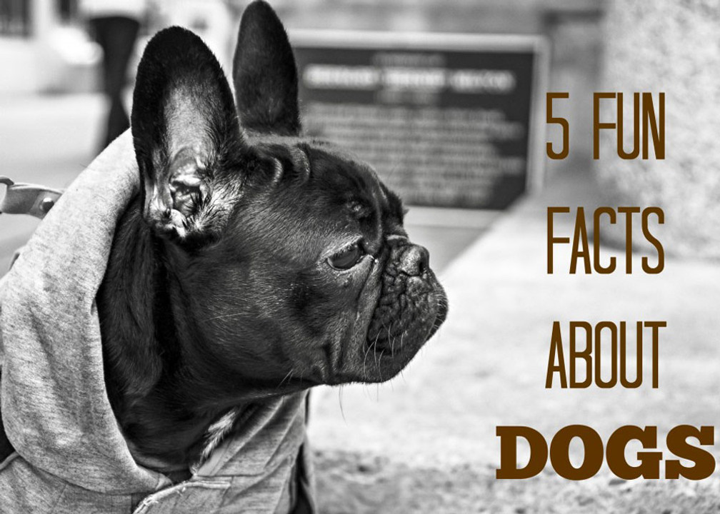 5 Fun Facts About Dogs That You May or May Not Know 5 Fun Facts About Dogs That You May or May Not Know