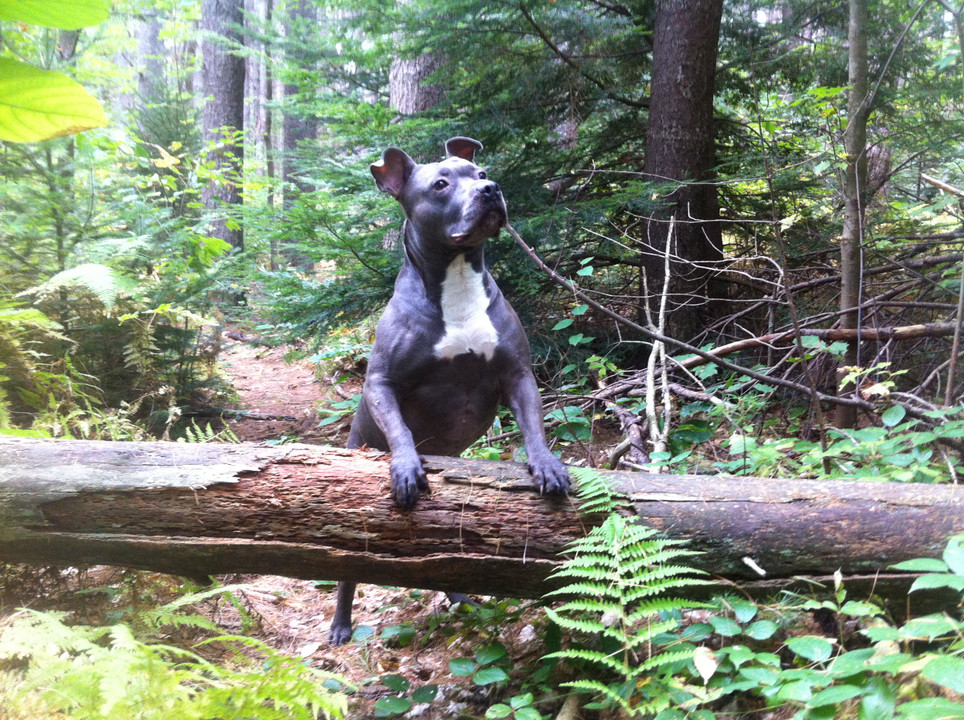 Celebrating Thankfulness For Our Dogs Celebrating Thankfulness For Our Dogs