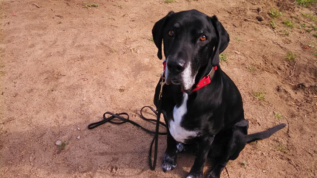 3 Easy Tricks to Teach Your Dog Today 3 Easy Tricks to Teach Your Dog Today