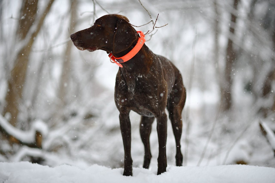 Why Choose Orange Dog Collars for Your Active Pup Why Choose Orange Dog Collars for Your Active Pup