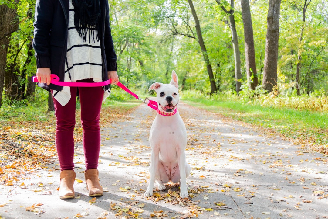 Types of Martingale Collars: A Comparison for Pet Owners Types of Martingale Collars: A Comparison for Pet Owners