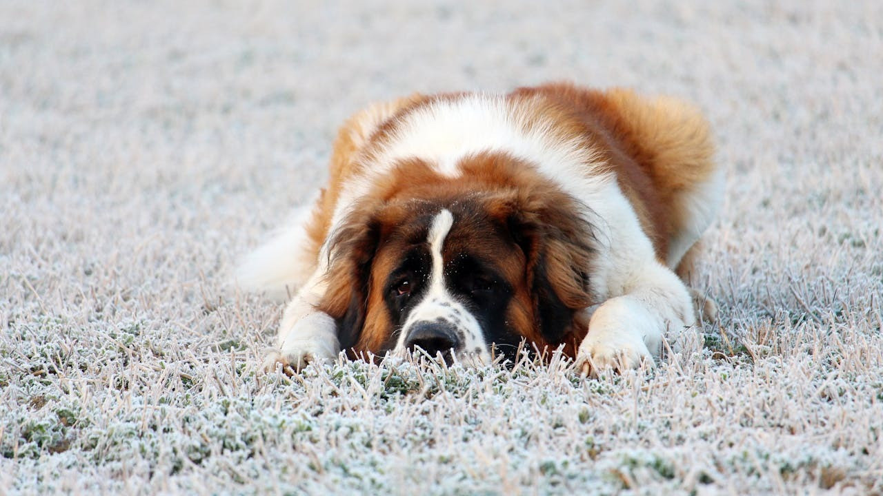 What Dog Collars Are Recommended for Saint Bernards? A Comprehensive Guide What Dog Collars Are Recommended for Saint Bernards? A Comprehensive Guide