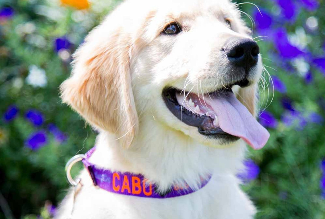 A Comprehensive Guide On Purple Dog Collar And What It Signifies A Comprehensive Guide On Purple Dog Collar And What It Signifies