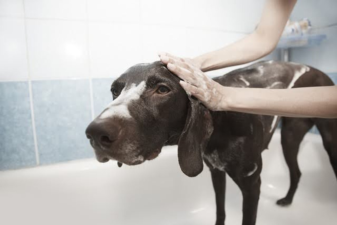 Guide to Grooming Your Dog at Home