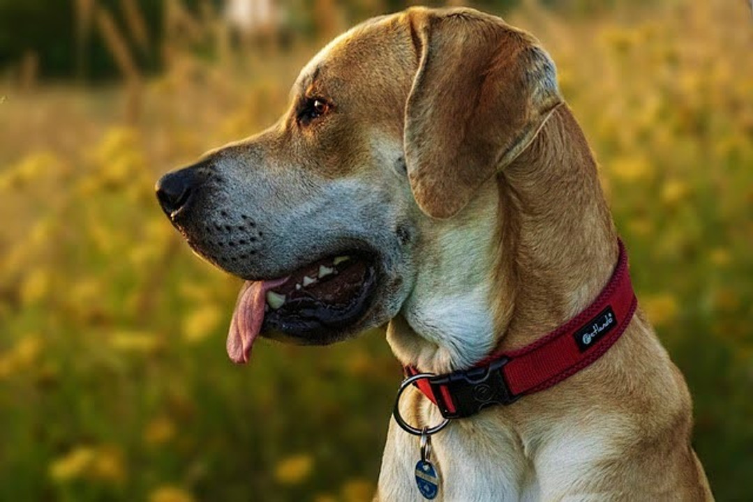 The Use of Dog Collars Offers Significant Benefits to Rabies Vaccination Campaigns