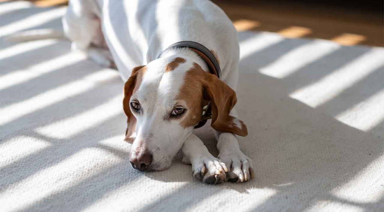 How to Apartment Hunt with Your Dog