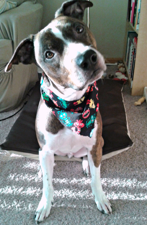 5 Life Lessons Dogs Can Teach Us 5 Life Lessons Dogs Can Teach Us