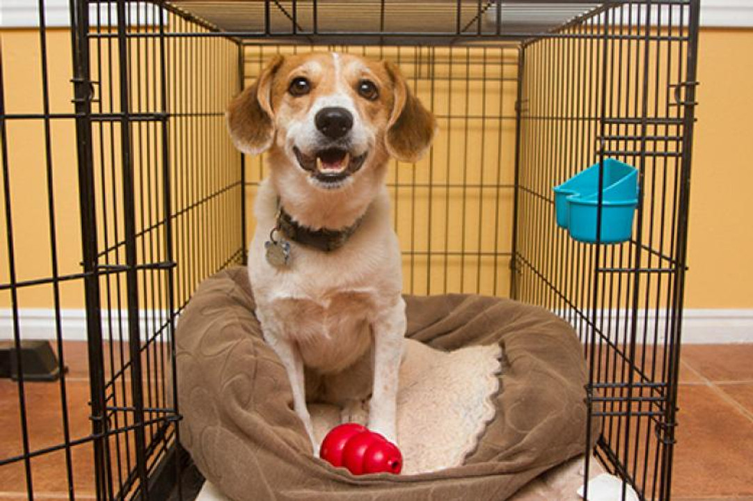 What to do when you adopt a dog What to do when you adopt a dog