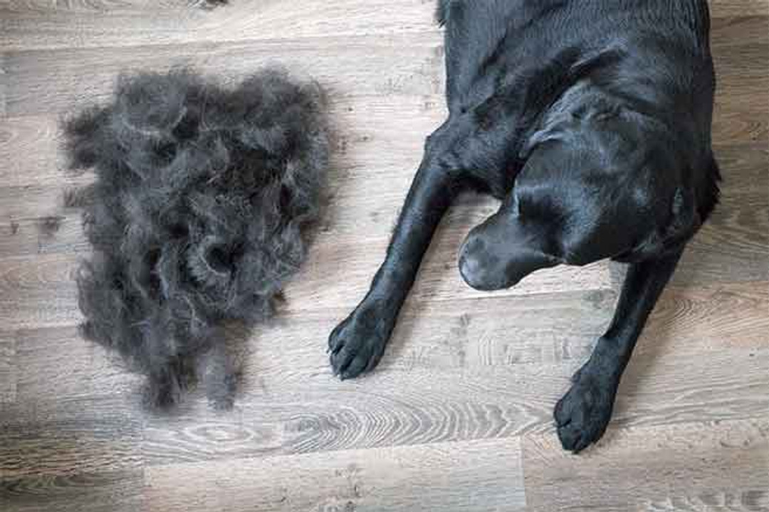 Why Dogs Shed and How to Reduce It Why Dogs Shed and How to Reduce It