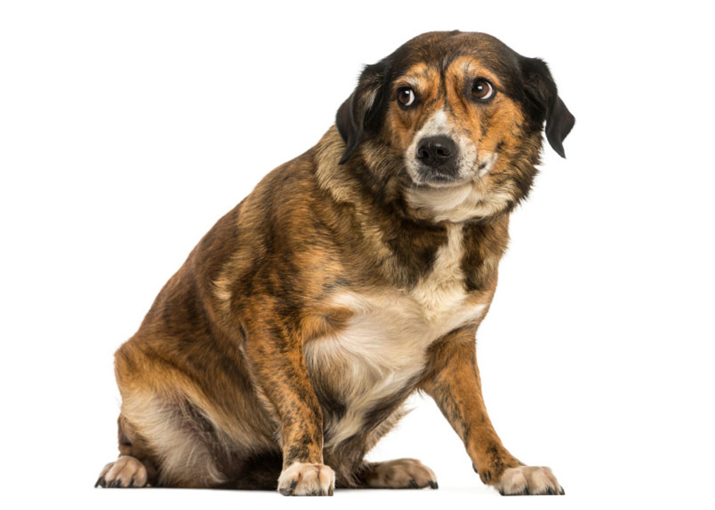 Dog Bite Prevention - Statistics and What to Do Dog Bite Prevention - Statistics and What to Do