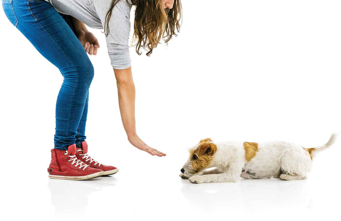 5 Commands Every Dog Should Know 5 Commands Every Dog Should Know