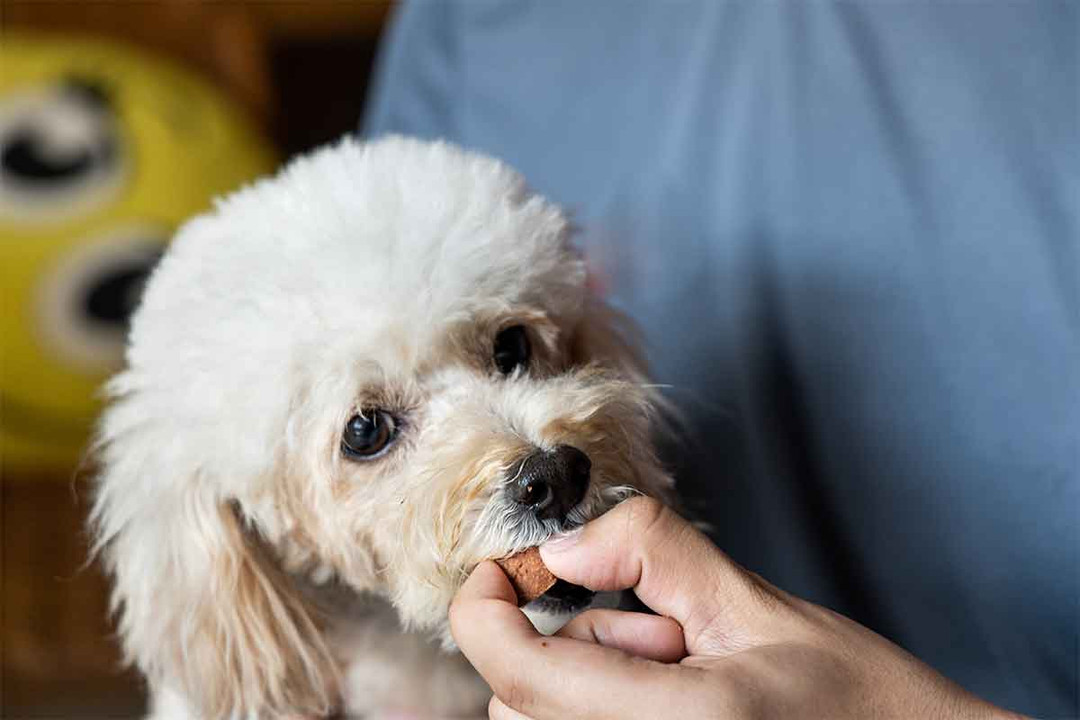 How to Prevent and Treat Heartworm in Pets How to Prevent and Treat Heartworm in Pets