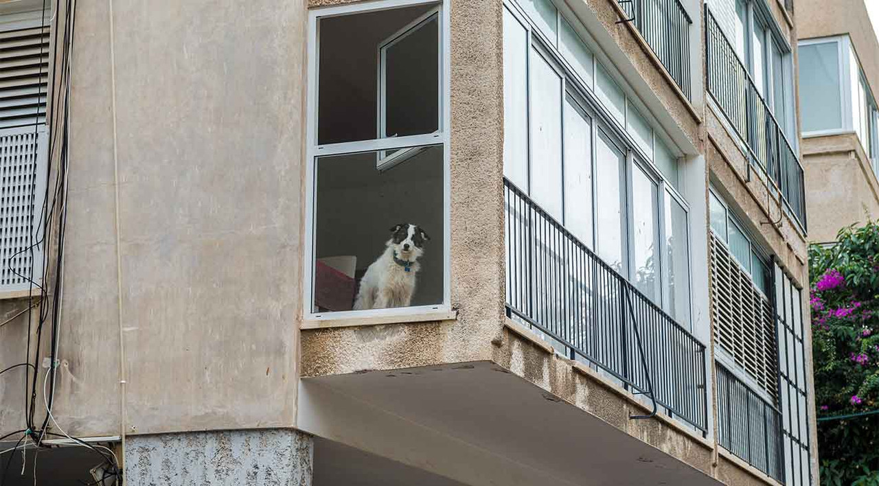 Keeping Your Dog Happy & Healthy in an Apartment Keeping Your Dog Happy & Healthy in an Apartment