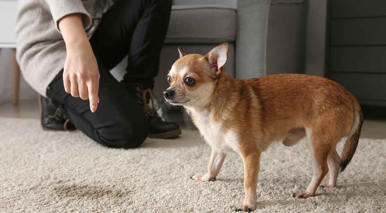 how do you stop a male dog from marking in the house