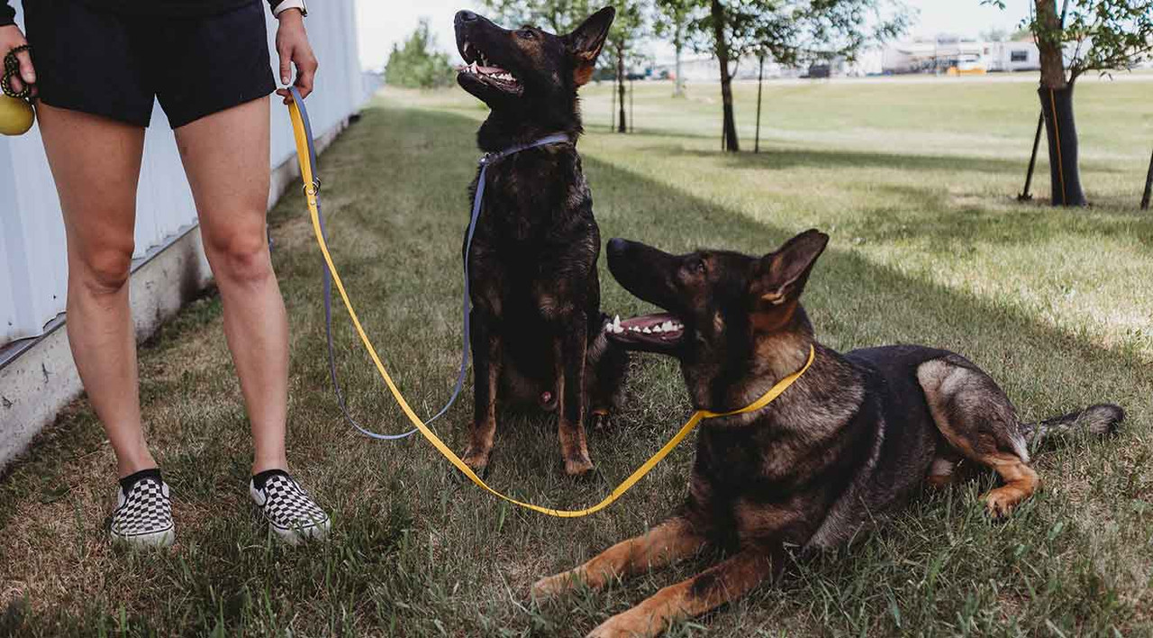 Slip Leads & Slip Collars for Dogs Slip Leads & Slip Collars for Dogs