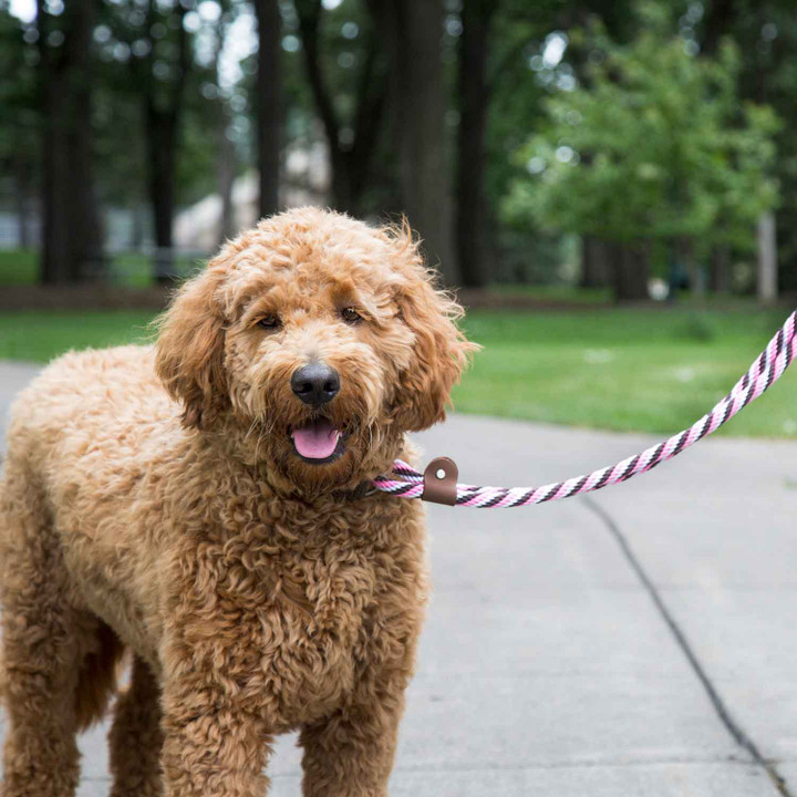 The Ultimate Training Tool: Why Your Dog Needs a Martingale Leash The Ultimate Training Tool: Why Your Dog Needs a Martingale Leash